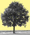 stamboomsijbrands.nl tree image