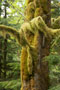 Naber c1762 USA immigration tree