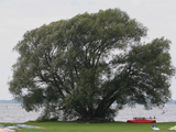 Verheul South Holland tree